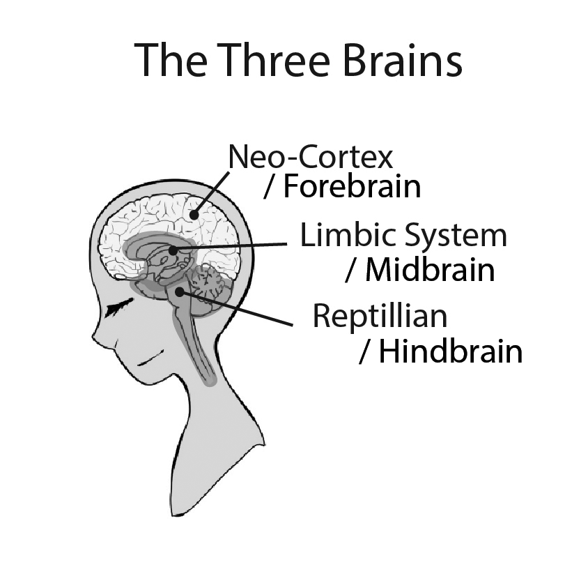 3-brains.png