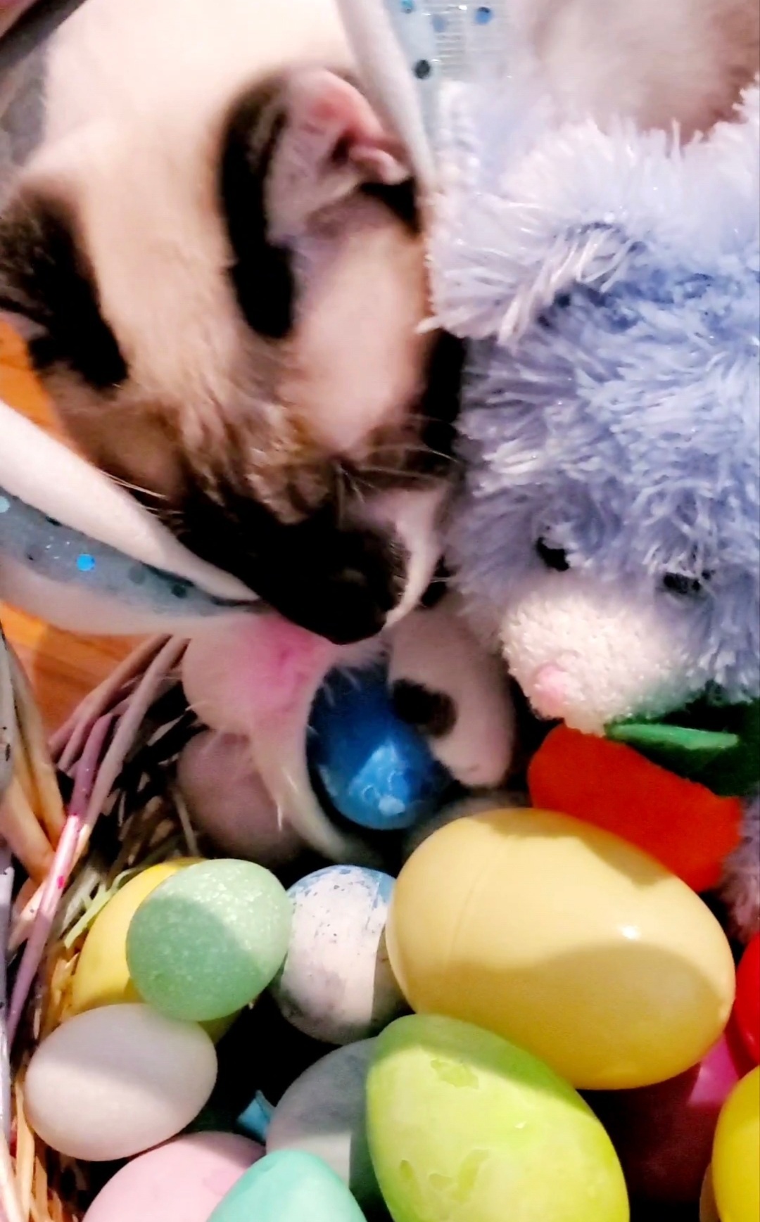 Special_Kitty_s_1st_Easter_20219u842.jpg