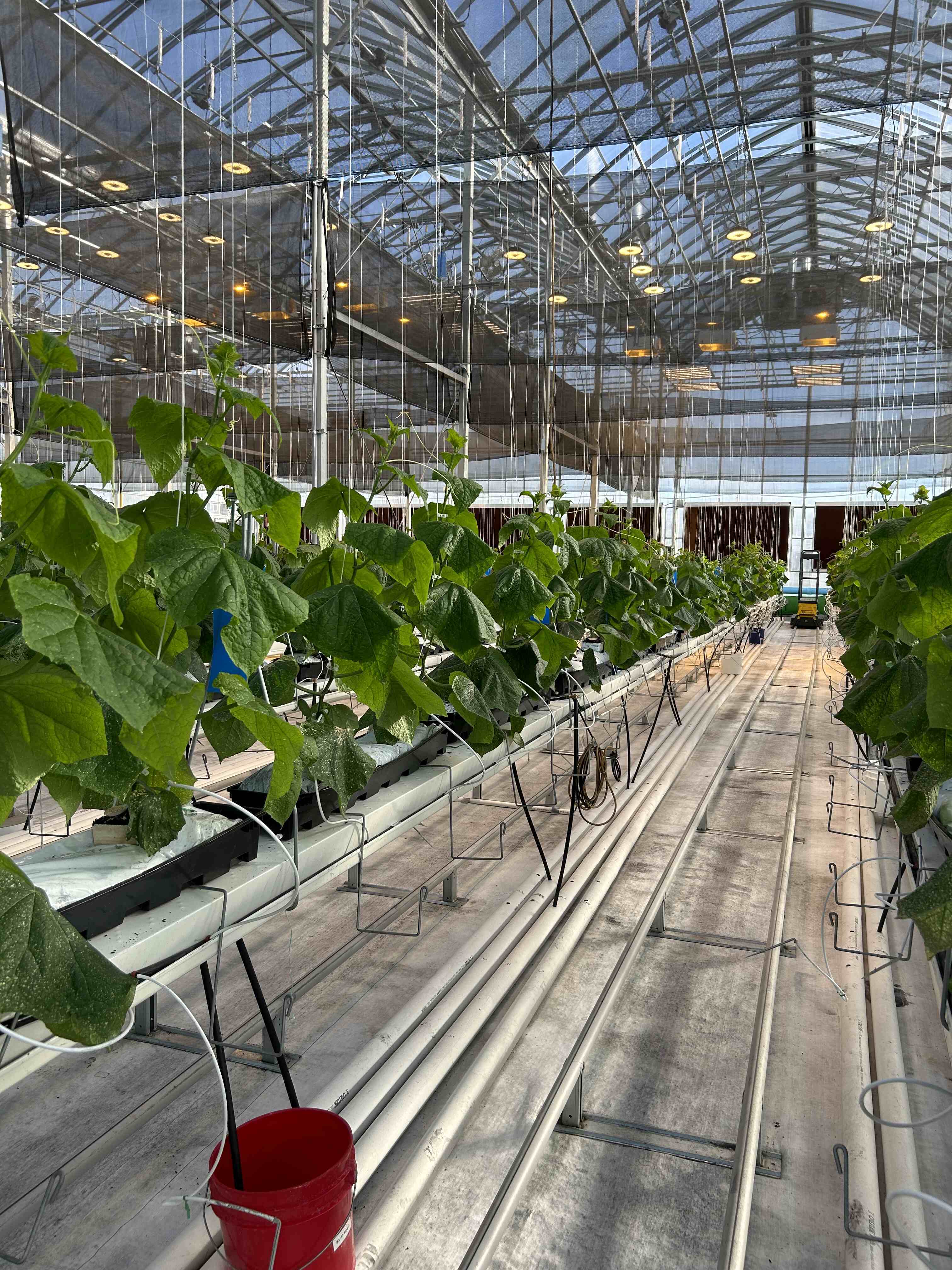 Cucumber plants inside greenhouse