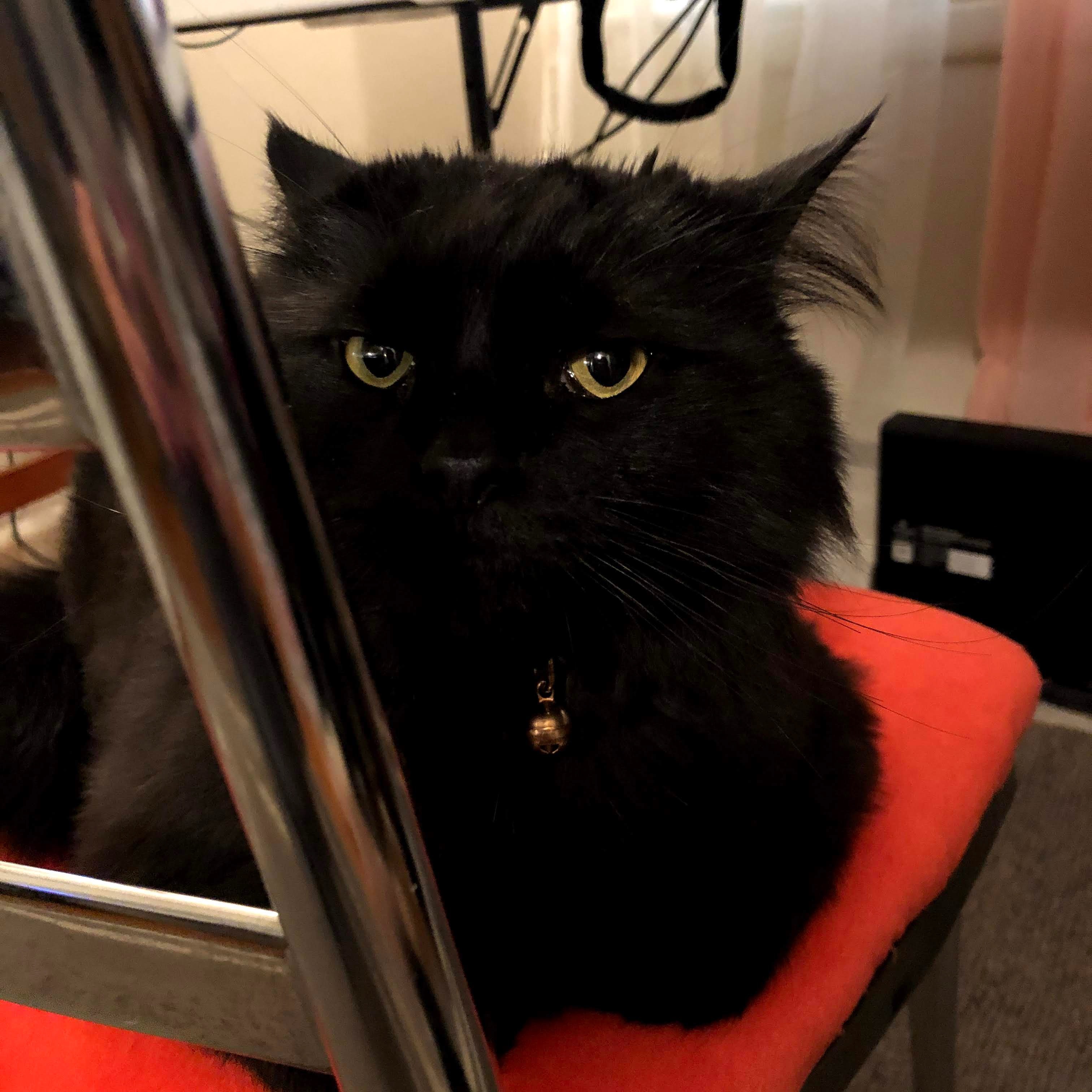 long-hair black cat that is likely plotting world domination