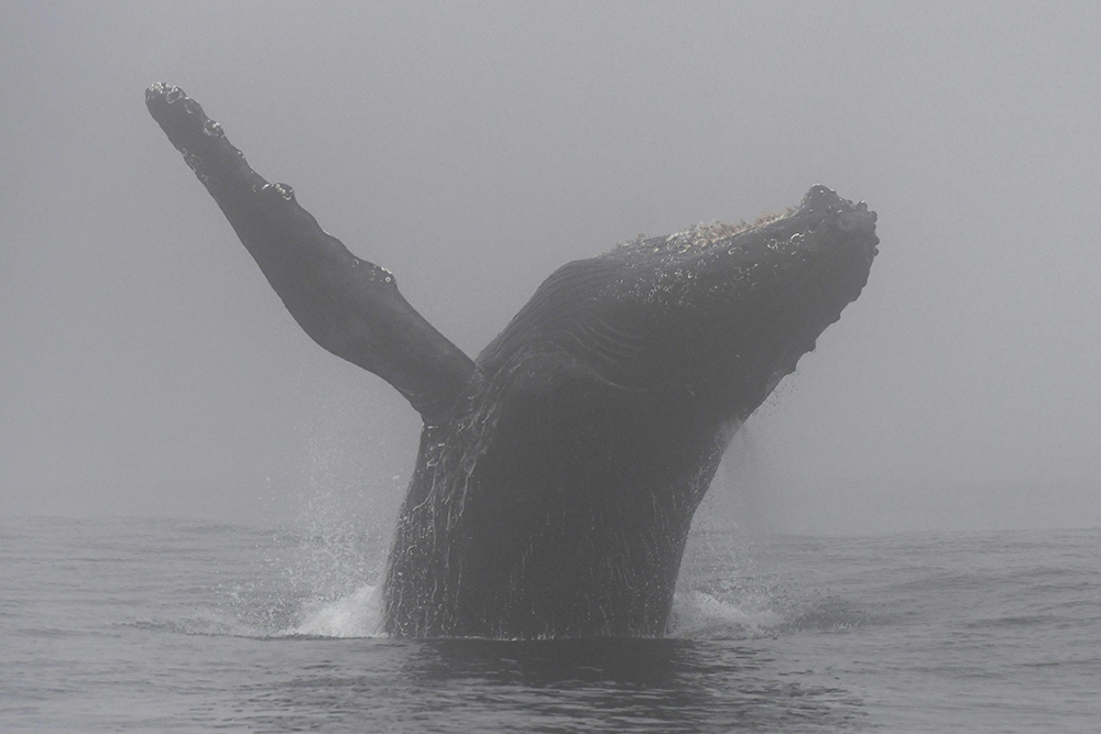 humpback-whale-flint-breach.jpg