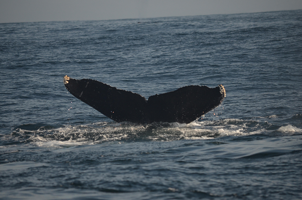 humpback-whale-flint-fluke.jpg