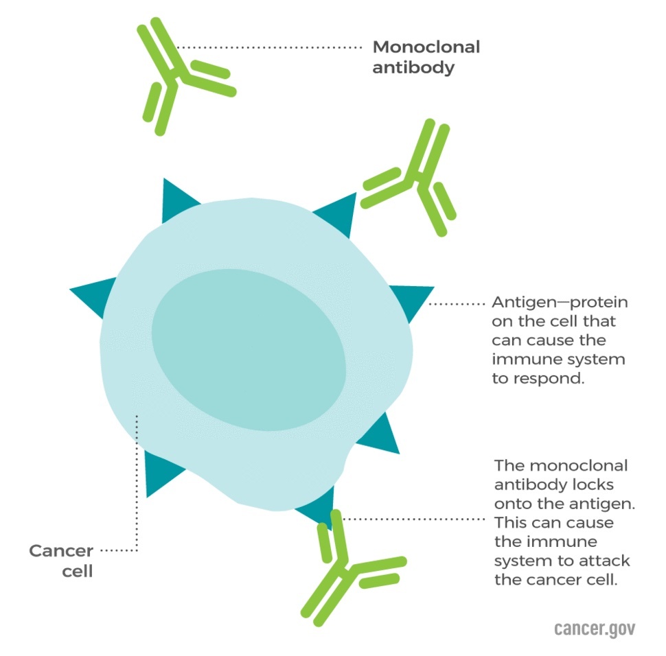 Monoclonal-antibodies-illustration.jpg