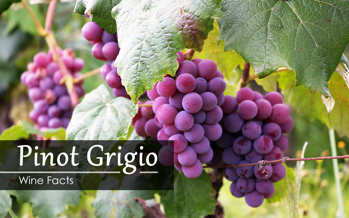 pinot-grigio-wine-facts.jpg