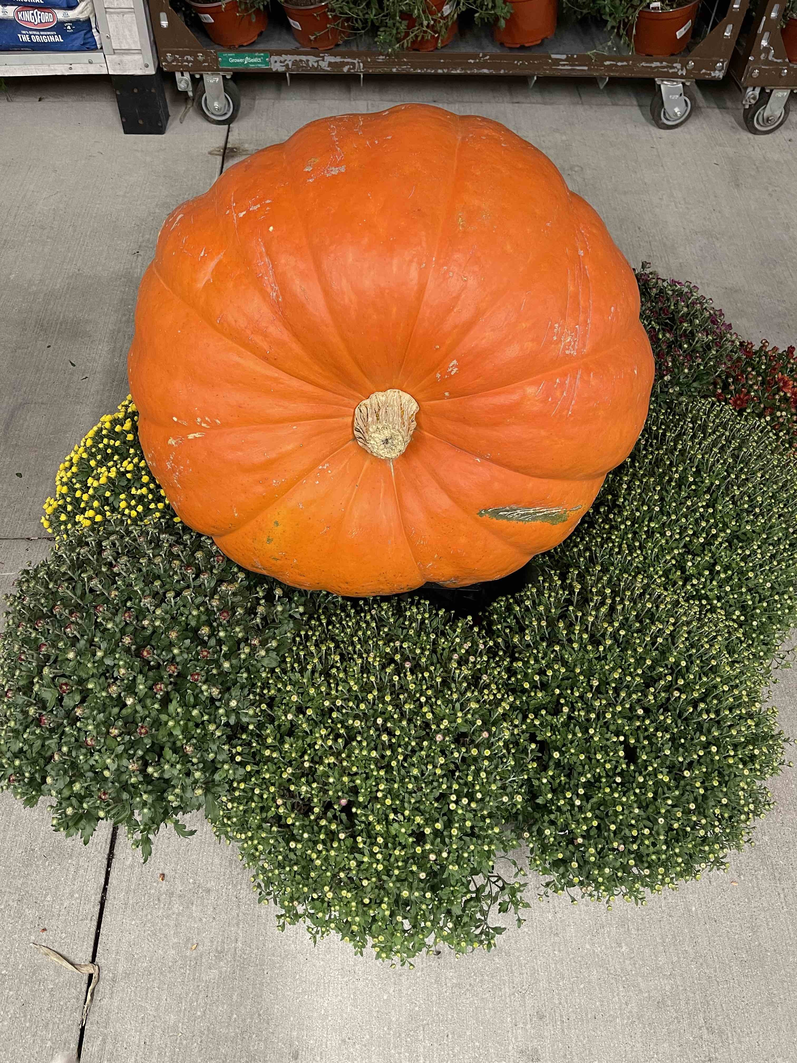 GiantPumpkin.jpg