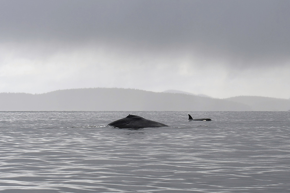 humpback-whale-valiant.jpg