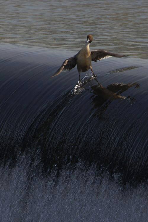 surfin_bird9uawf.jpg