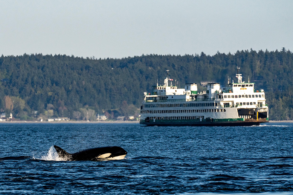 washington-ferry-killer-whales.jpg