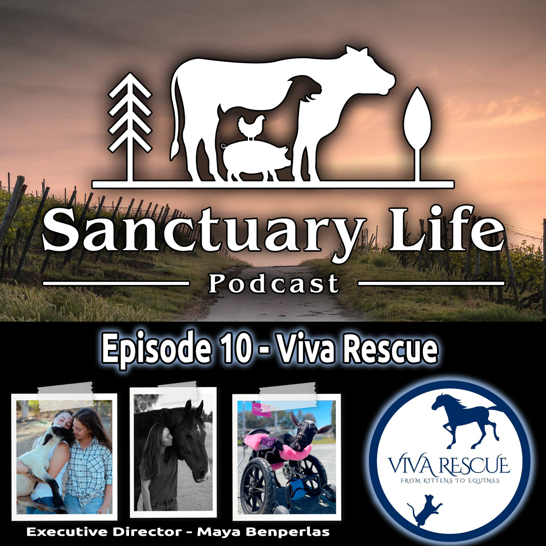 Sanctuary_Life_Podcast_-_Episode_10_-_Viva_Re...