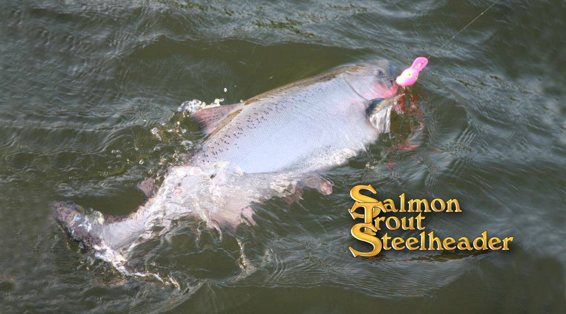 Salmon Trout Steelheader Podcast