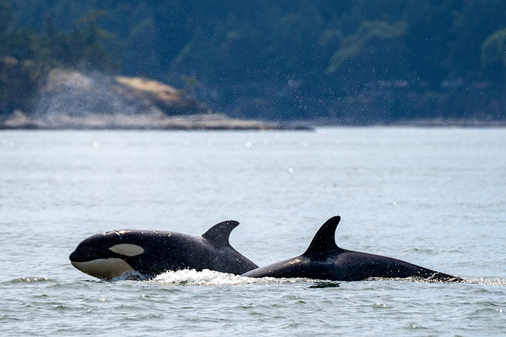 orcas-t36A-calves.jpg