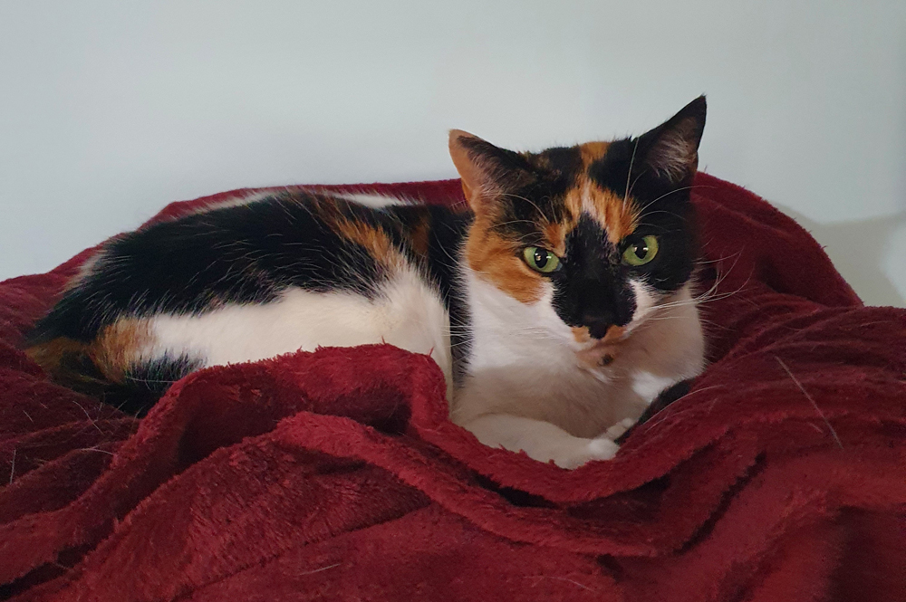 Lucy, the High-Flying Cat of Interruption. A calico cat curled up on a red blanket. She looks both cosy and vaguely unimpressed with the world..