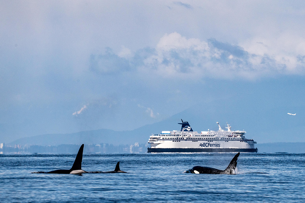 BC-ferries-killer-whalesy.jpg