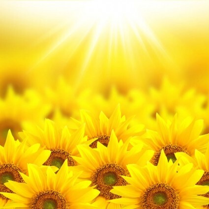 beautiful_sunflower_hd_picture_4_166948.jpg