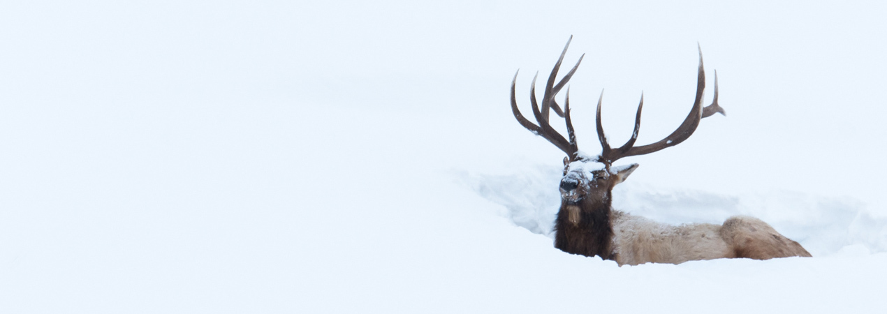 The Hunting Photographer header image 1