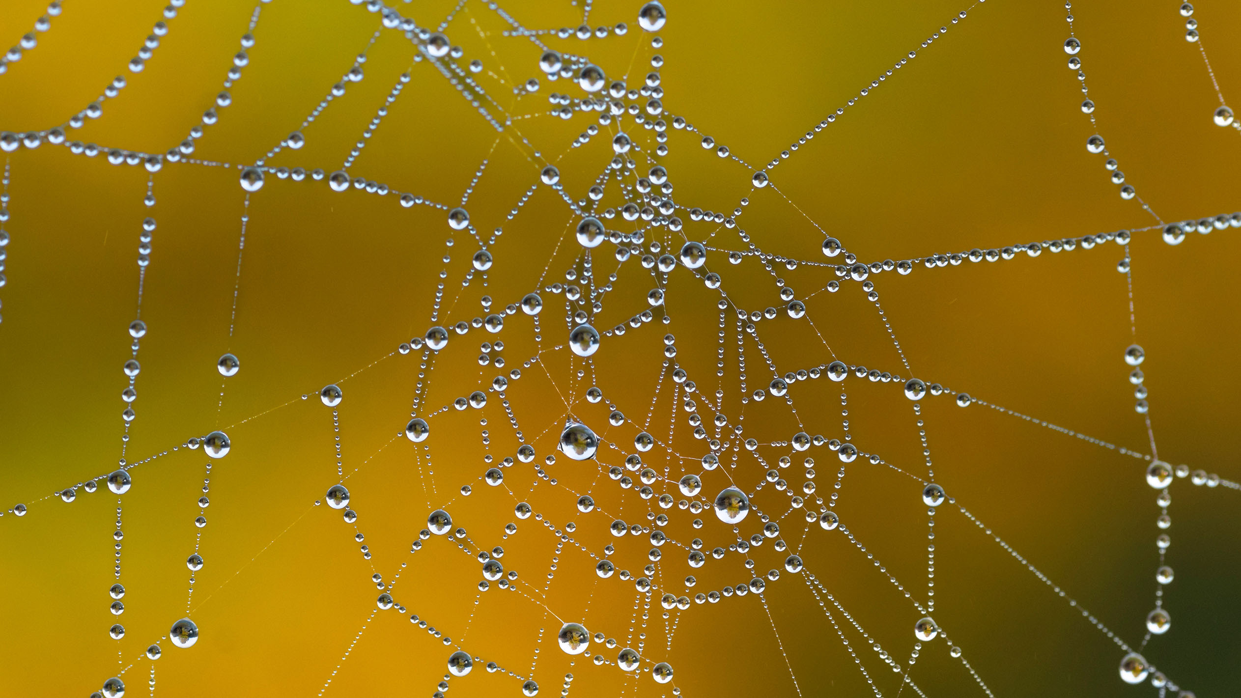 spiderweb_episode4.jpg