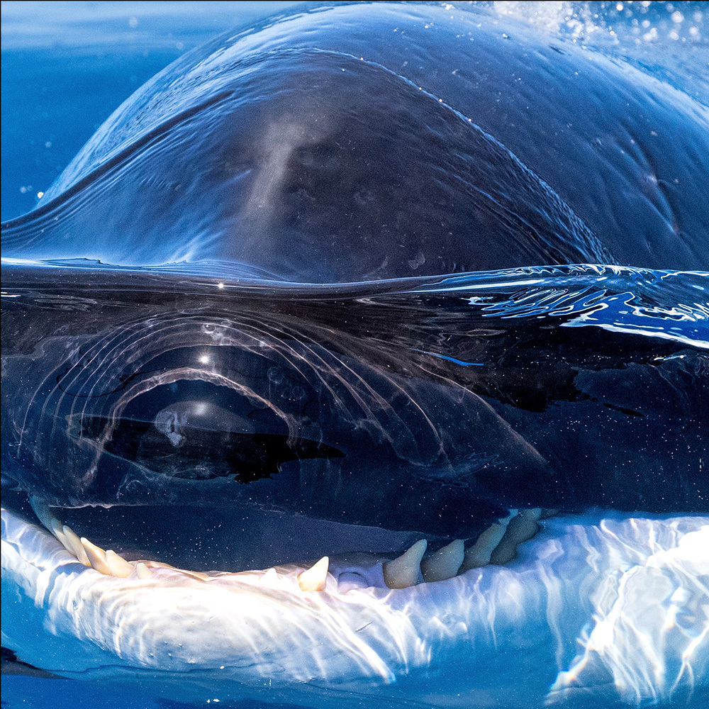 orca-teeth-02.jpg