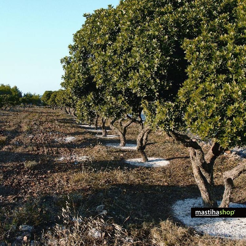 Masticha-tree-in-Chios.jpg
