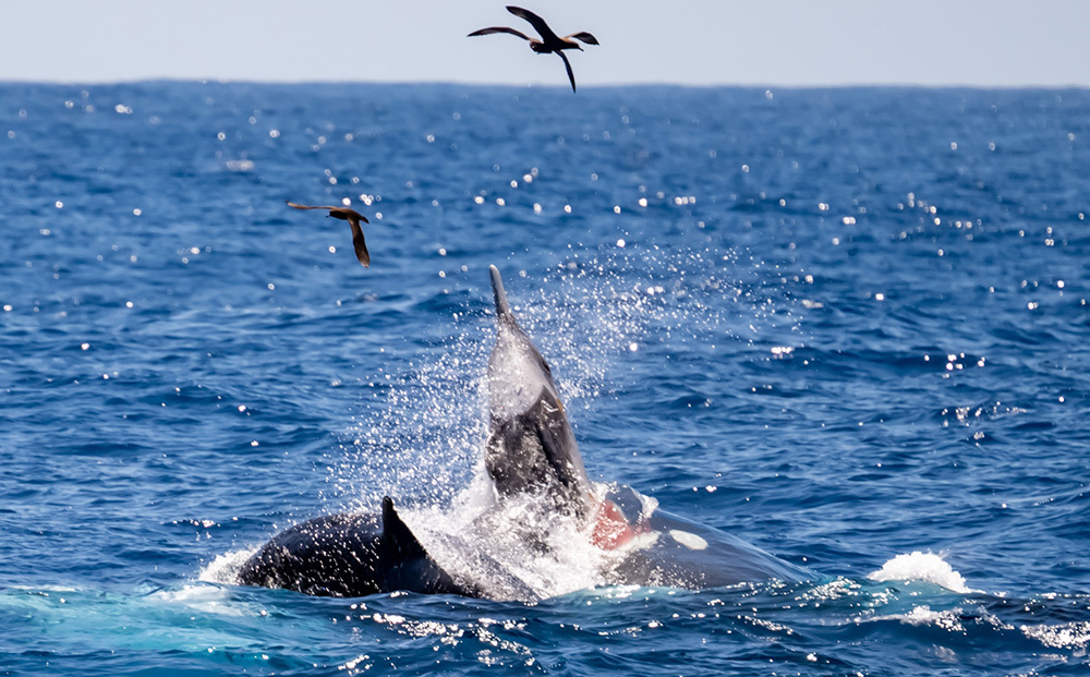 beaked-whale-predation-01.jpg