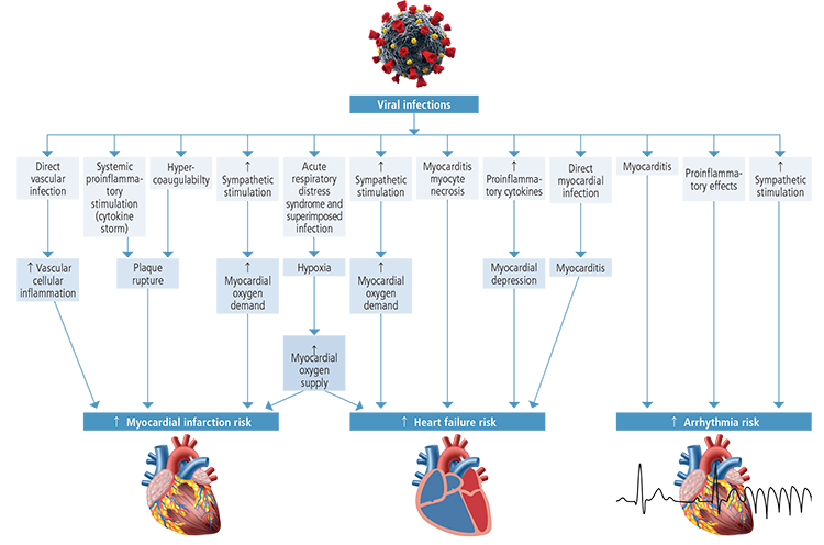 potential-mechanisms_heart7fsh1.png
